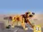 Lego 31112 Wild Lion (Лев)