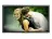 LG M4210N-B21