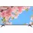 Haier Smart TV BX